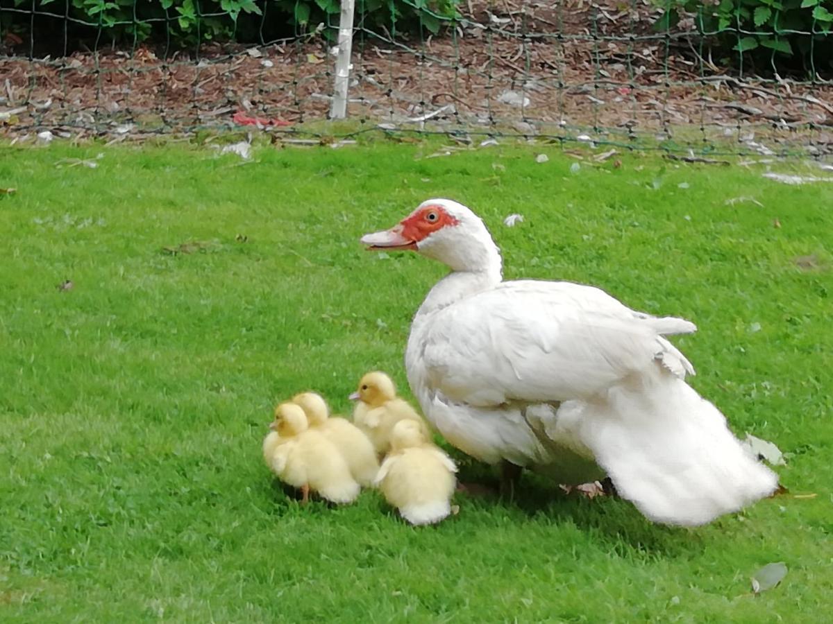 Clumber Lane End Farm Bed & Breakfast Уърксоп Екстериор снимка