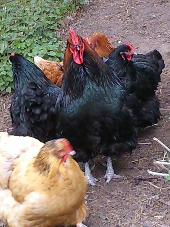 Clumber Lane End Farm Bed & Breakfast Уърксоп Екстериор снимка